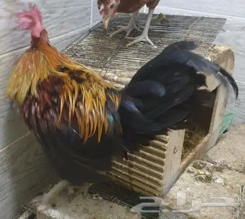 ديوك هجين تركي على براهما على عربي ترثه 8