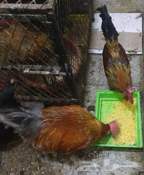 ديوك هجين تركي على براهما على عربي ترثه 14