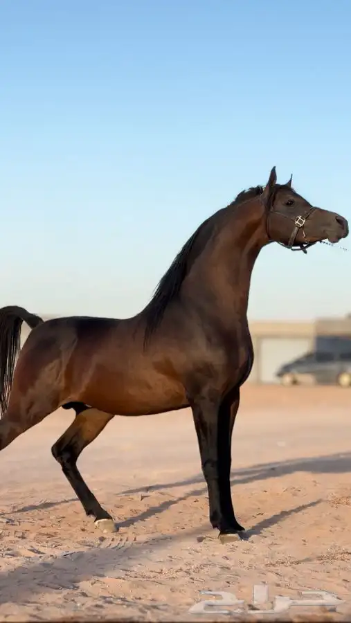 تدريب خيل جمال 0