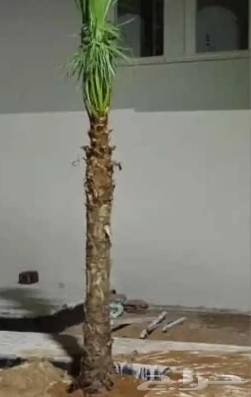 نخل واشنطن 4