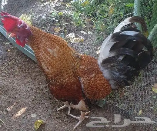 ديوك هجين تركي على براهما على عربي ترثه 41