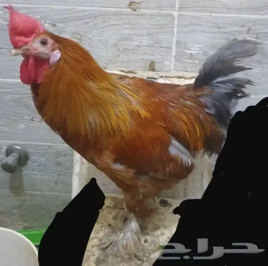 ديوك هجين تركي على براهما على عربي ترثه 15