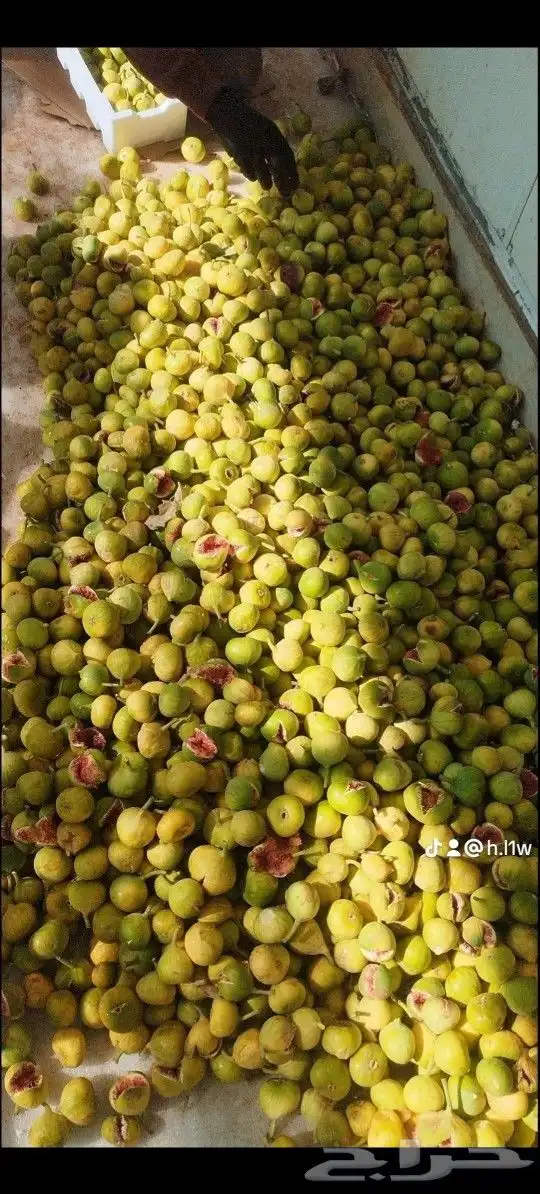 شتلات زراعيه 1