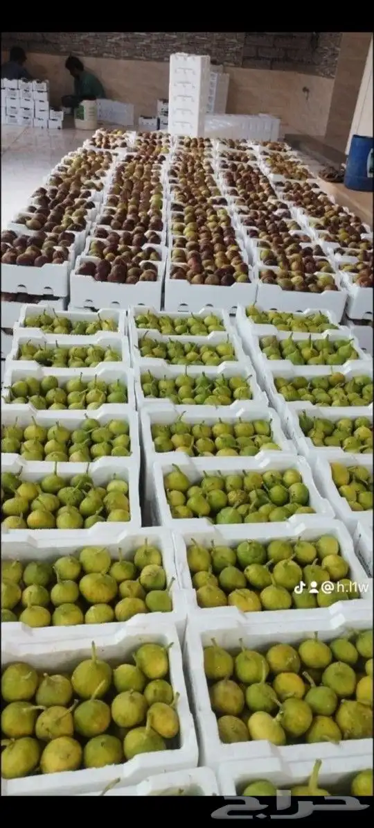 شتلات زراعيه 2