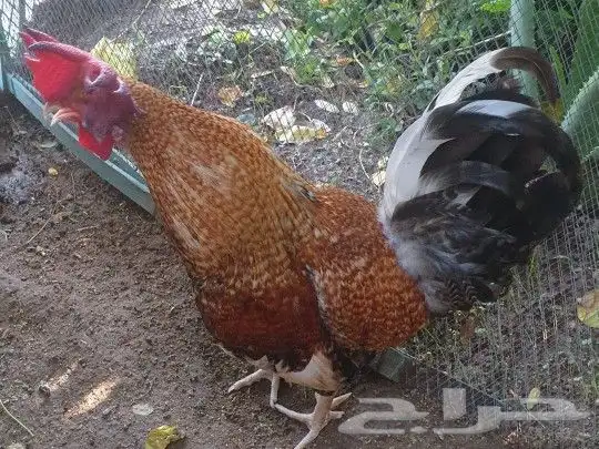 ديوك هجين تركي على براهما على عربي ترثه 40