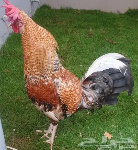 ديوك هجين تركي على براهما على عربي ترثه 25