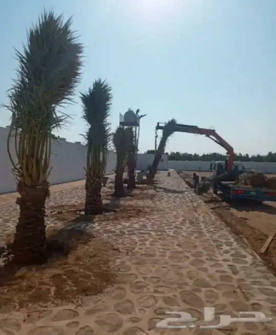 يوجد لدينا جميع أنواع النخيل داخل المملكة وخارج المملكة 5