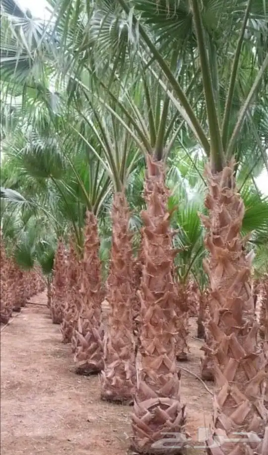 نخل واشنطن 8