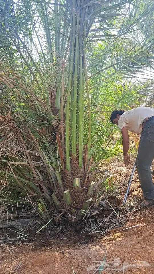 يوجد لدينا جميع أنواع النخيل داخل المملكة وخارج المملكة 4