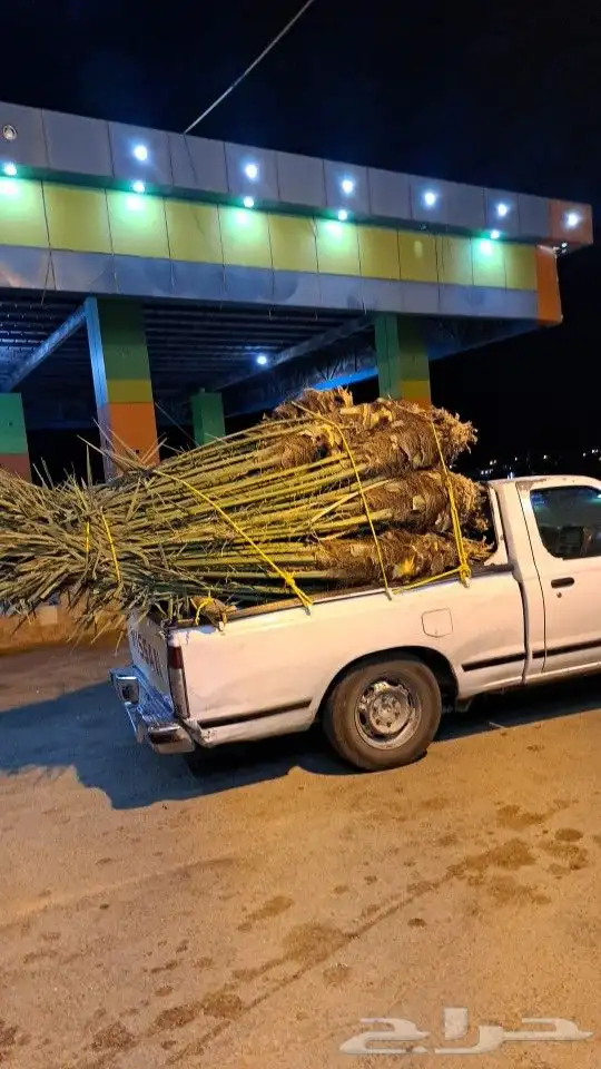 يوجد لدينا جميع أنواع النخيل داخل المملكة وخارج المملكة 0
