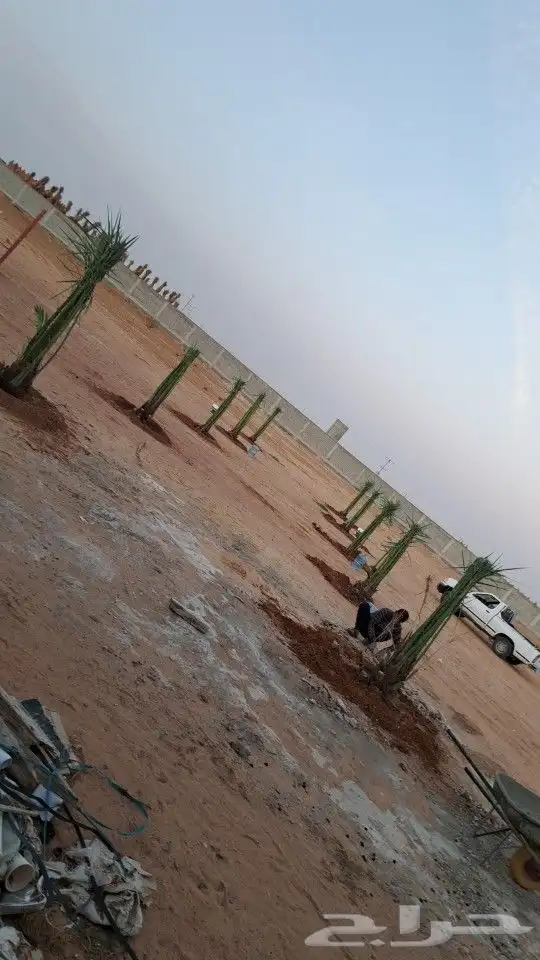 يوجد لدينا جميع أنواع النخيل داخل المملكة وخارج المملكة 1