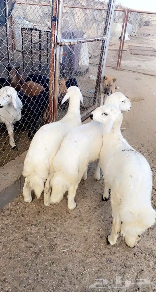 ذبايح مع خدمة الذبح والتوصيل 0