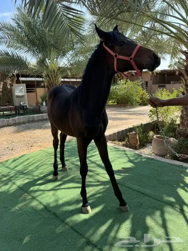 مهره شعبيه 0