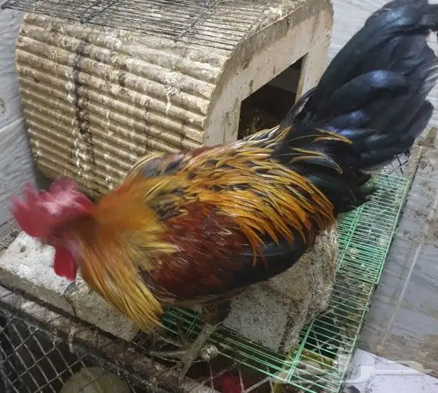 ديوك هجين تركي على براهما على عربي ترثه 6