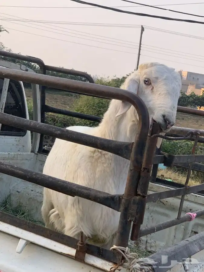 ذبايح مزرعة مرابي عسير 1