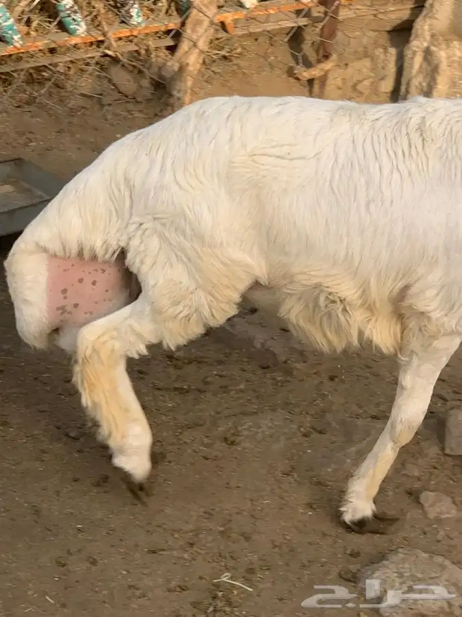 ذبايح مرابي عسير 21