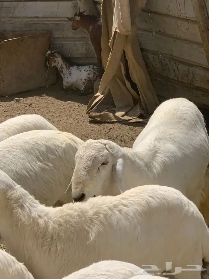 ذبايح مزرعة مرابي عسير 7