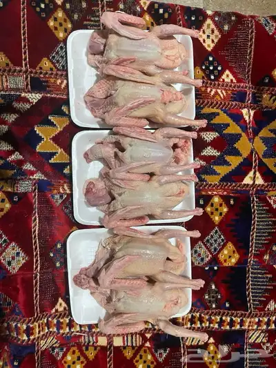 زغاليل فرنسي وسلفر 4