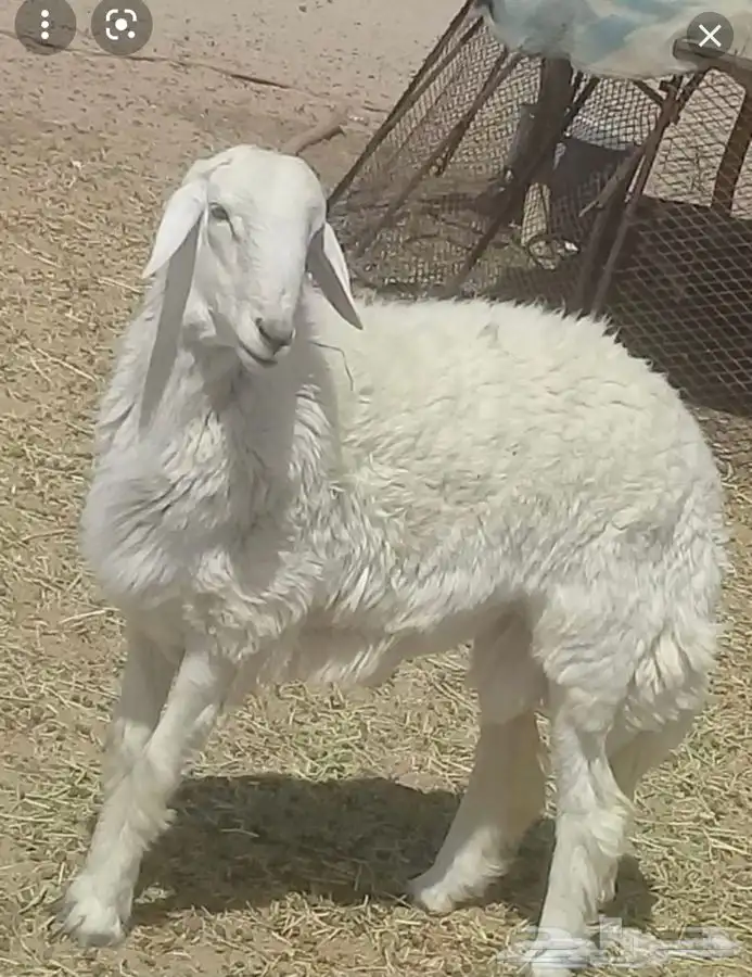ذبايح مزرعة مرابي عسير 24