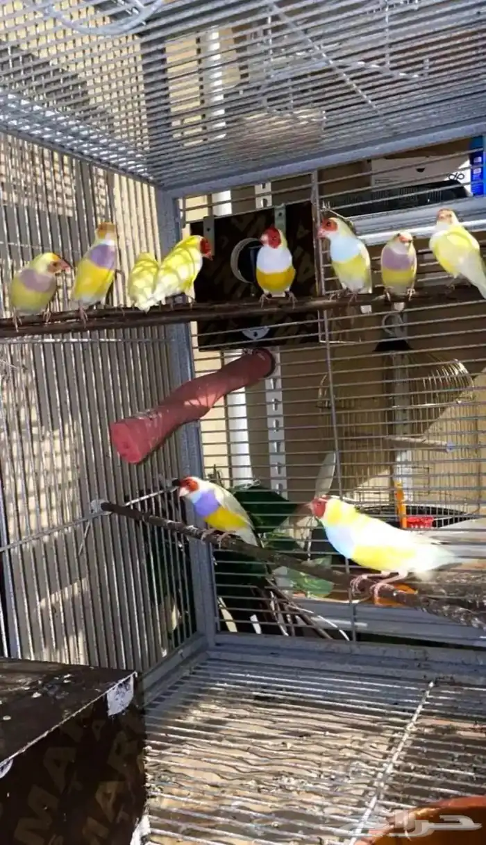 فندقه طيور 1