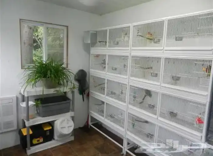 فندقه طيور 0