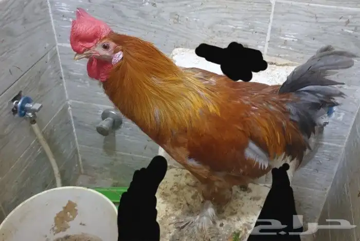 ديوك هجين تركي على براهما على عربي ترثه 16