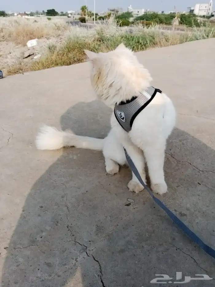 قط للتزاوج 5