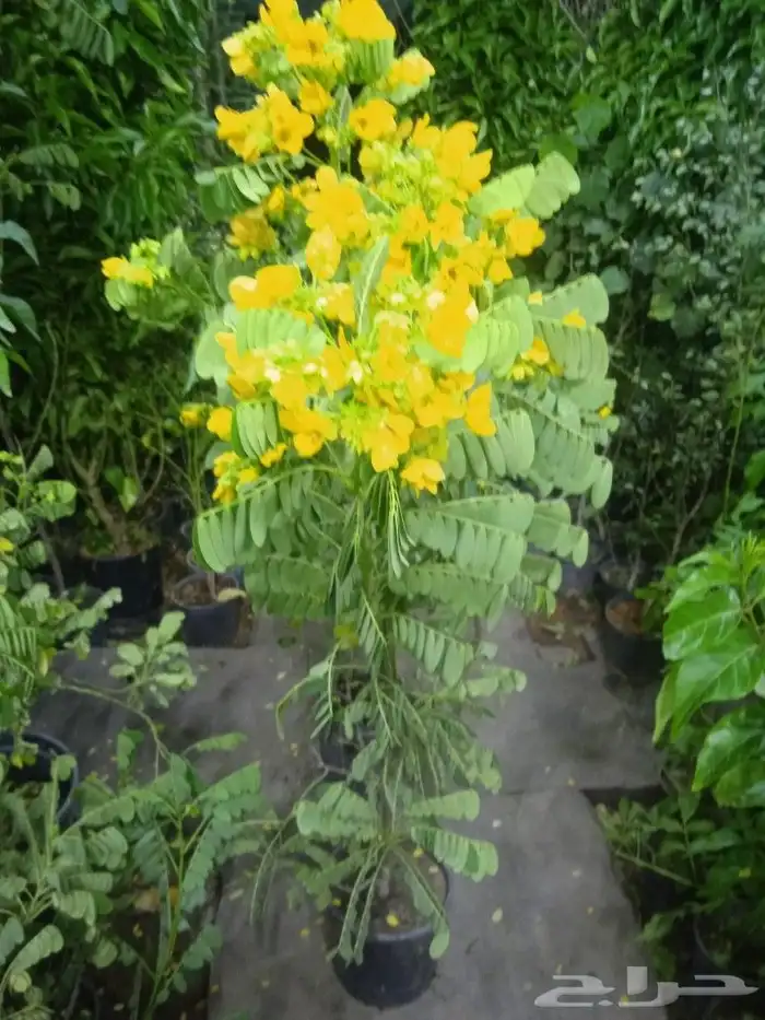 تنسيق حدائق فلل واسترحات وثيل طبيعي 18