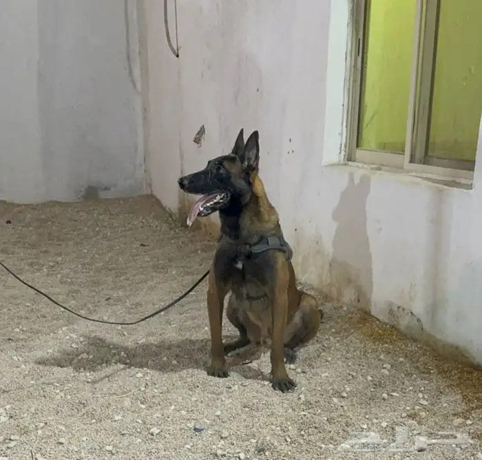 متاج جراوي مالينو للحجز ذكرين فقط 2