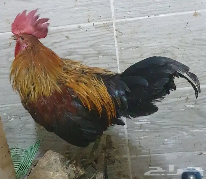 ديوك هجين تركي على براهما على عربي ترثه 1