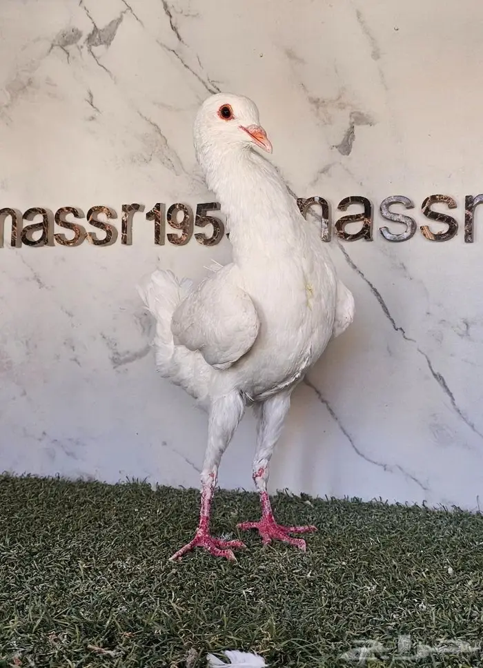 ذكر مالتيز مستوى طيب (( تم البيع )) 0