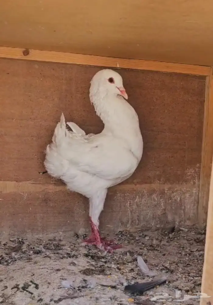 ذكر مالتيز مستوى طيب (( تم البيع )) 2