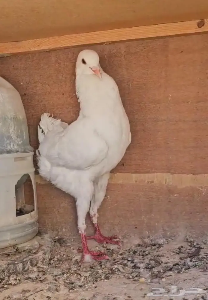 ذكر مالتيز مستوى طيب (( تم البيع )) 4