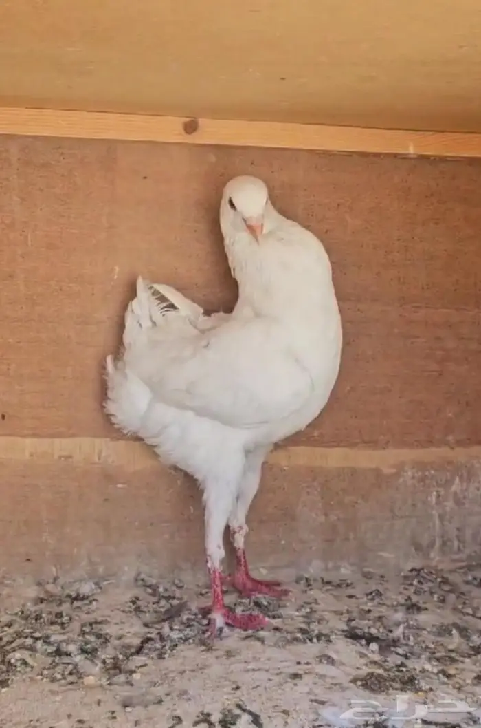 ذكر مالتيز مستوى طيب (( تم البيع )) 1