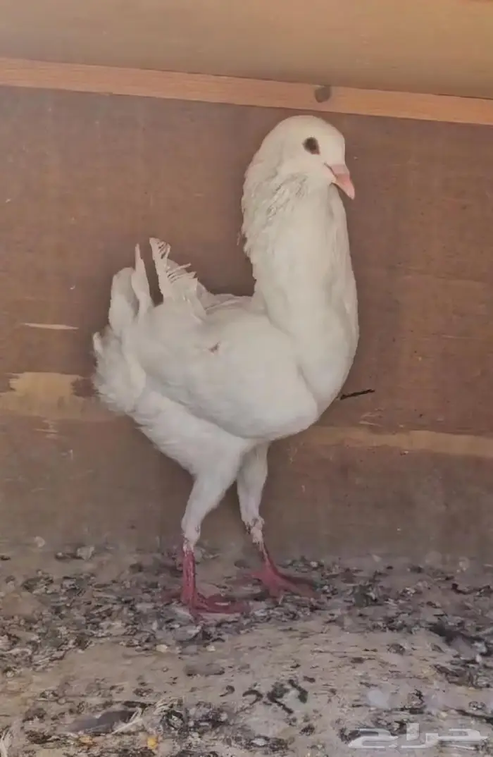 ذكر مالتيز مستوى طيب (( تم البيع )) 3