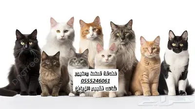 فندقة قطط وطيور 6061 24 0555 وقت سفركم - حي المروج 1