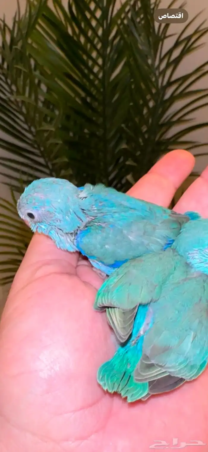 ميني روز الاسم العالمي بارتوليت (ببغاء القزم) 0