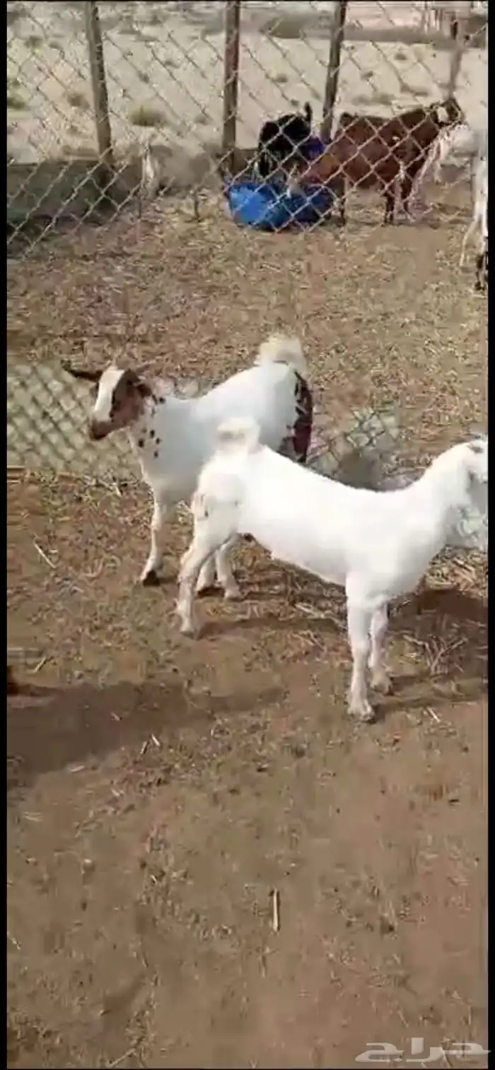 ذبائح كفو نعيمي وحريات وتيوس 2
