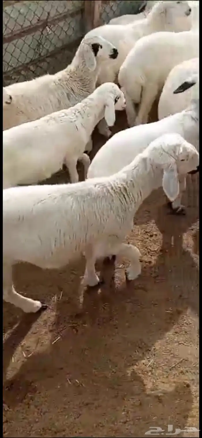 ذبائح كفو نعيمي وحريات وتيوس 4