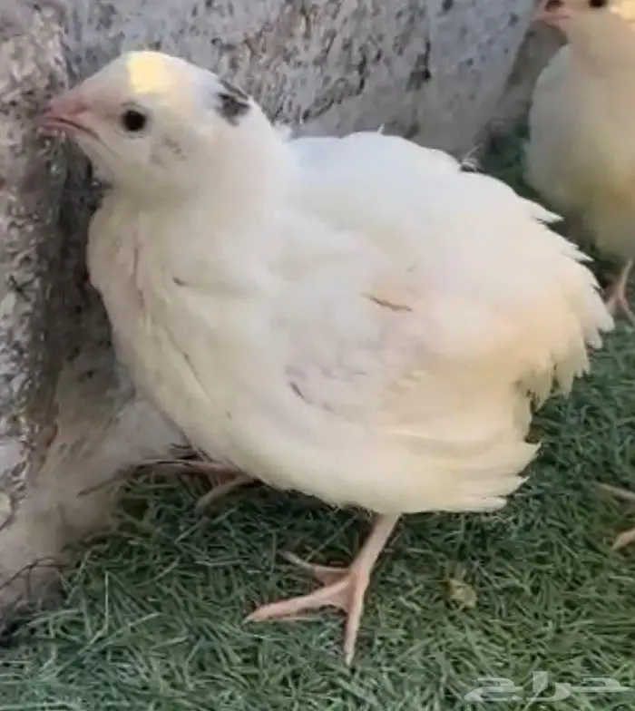 اعلان بيعه اعلان بيعه اعلان بيعه ( سمان تكساس). 1