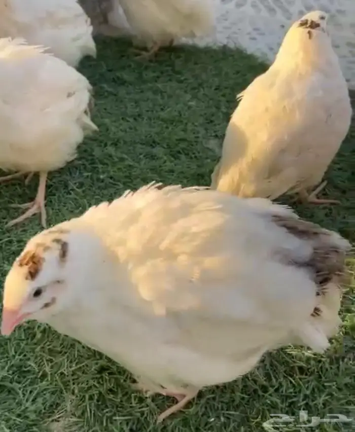 اعلان بيعه اعلان بيعه اعلان بيعه ( سمان تكساس). 2