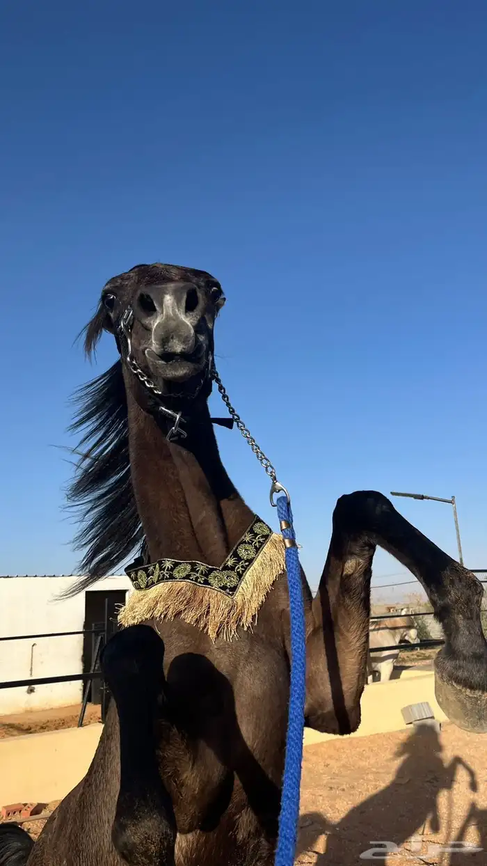 حصان شعبي للبيع على السوم 2