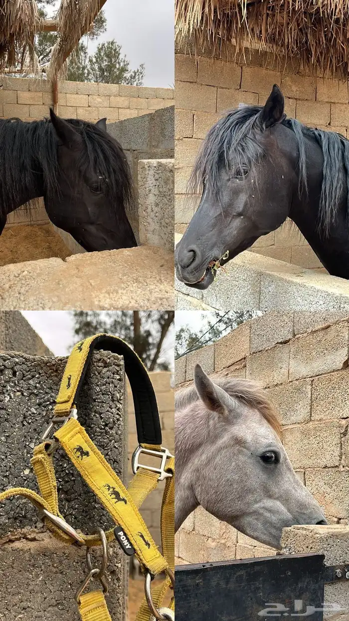 عسف وتطبيع وتدريب للخيل 11