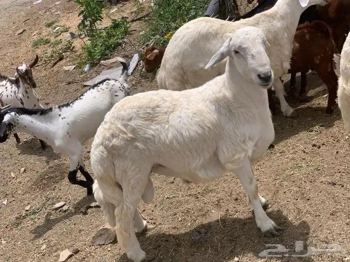 ذبايح مزرعة مرابي عسير 11