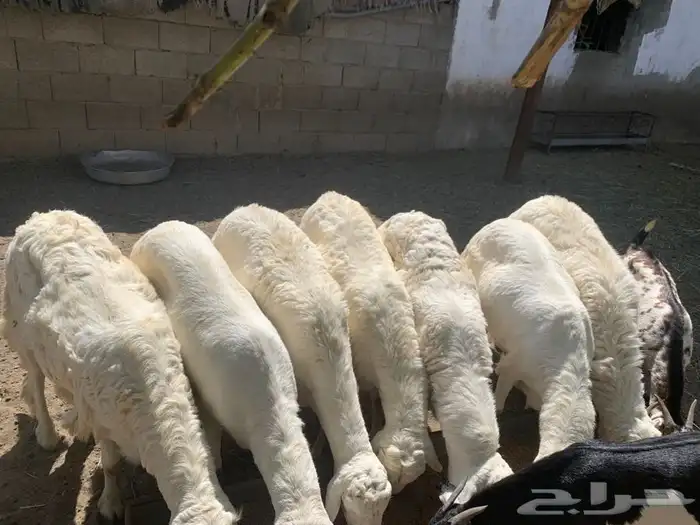 ذبايح مزرعة مرابي عسير 8