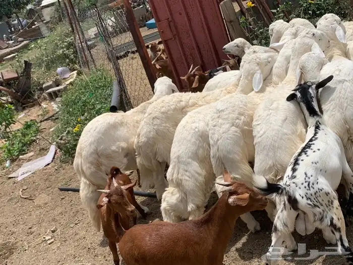 ذبايح مرابي عسير 15