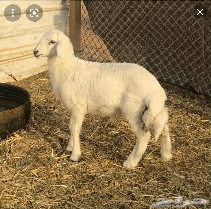 ذبايح مزرعة مرابي عسير 27