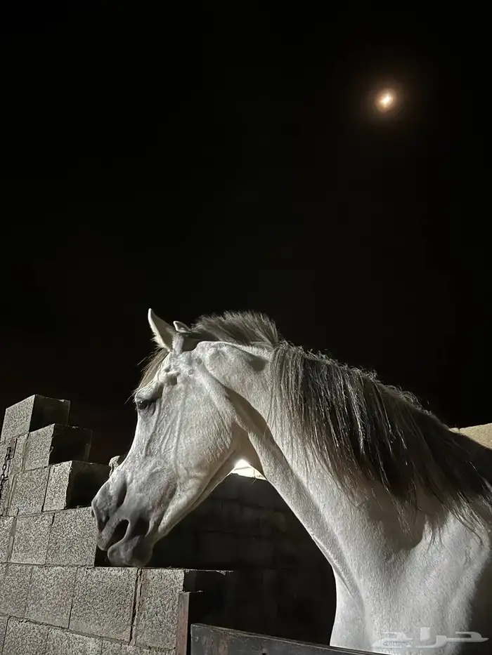 عسف وتطبيع وتدريب للخيل 10