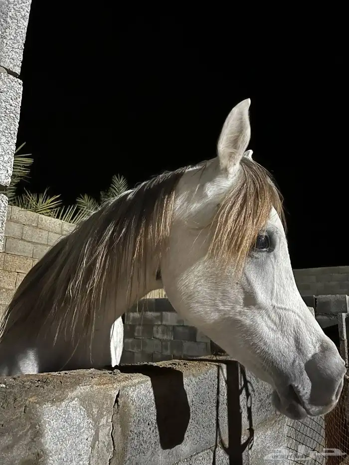 عسف وتطبيع وتدريب للخيل 9