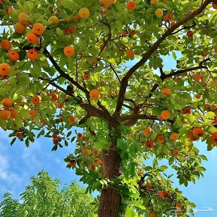 متوفر شتلات كاكا 3